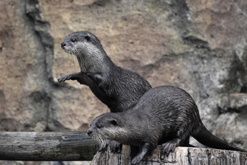 two Asian otters are standing on the rocks, ready to jump into the water