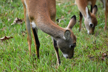 two deer are grazing on grass