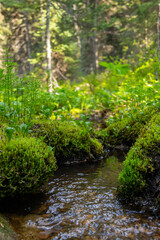 Mountain rocky water stream in the summer forest among green mossy rocks and plants.