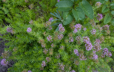 Langgriffliger Rosenwaldmeister (Phuopsis stylosa)