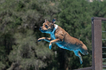 Staffordshire terrier in mid-air after jumping off a dock