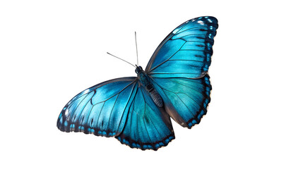 Obraz premium Stunning Blue Morpho Butterfly in Flight Vibrant Wings Against White Background