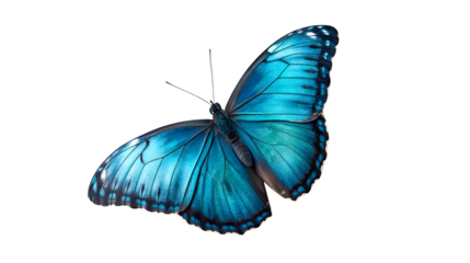 Stunning Blue Morpho Butterfly in Flight Vibrant Wings Against White Background