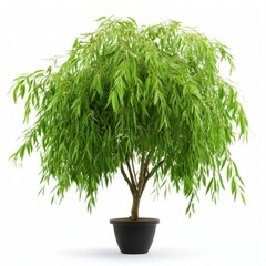 Lush Green Willow Tree in Decorative Pot Isolated on White Background