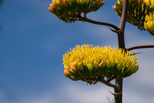 Close up details of an Agave havardiana flower or Century Plant with clusters of blooming yellow flowers against a blue sky background with white clouds.