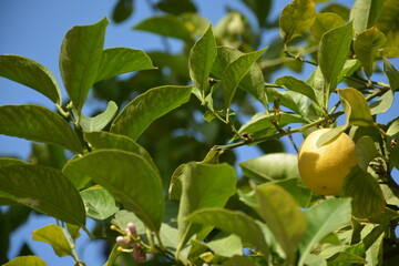 Lemon tree with yellow fruits on it against blue sky