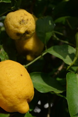 Large yellow lemon fruits ripen on a tree close-up