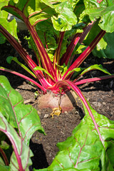 Beetroots almost ready to Harvest, Stakeford, Northumberland July 2025