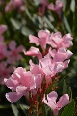 Bush with delicate pink oleander flowers close-up