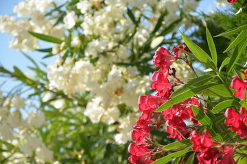 Red and white exotic oleander close up in garden