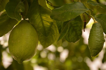 Green  lemon lime fruits hanging from a branch on a tree