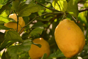 Three large lemon fruits growing on a lemon tree in the garden in summer