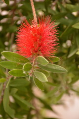 Exotic callistemon blooms red on tree in southern city