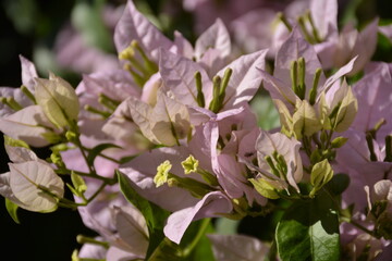 Delicate pink bougainvillea flowers against a blue sky