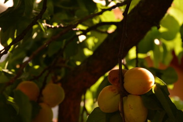 Orange apricots on a tree in the garden in summer