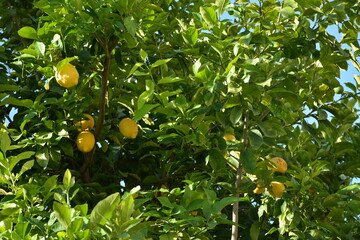 A large lemon tree with yellow fruits on it