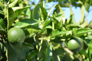 Green lemons lime on tree in garden