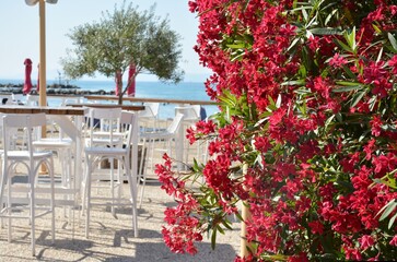 White chairs and tables await visitors at the morning seaside cafe. Red oleander at the entrance

