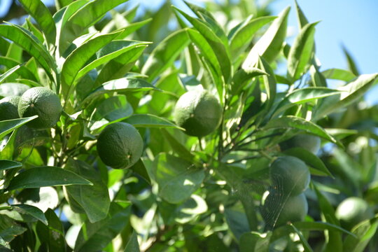Exotic lemon lime with green fruits on it in the garden