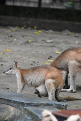 mother and baby wallaby