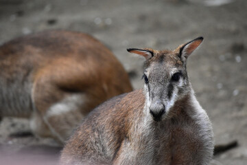 Close up shot of a wallaby in the zoo