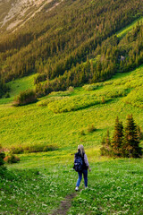 Naklejka premium Beautiful scene in mountains, hiker woman is walking on trail in alpine meadows among slopes and forests in summertime in golden hour warm light. Tumbler Ridge geopark (Windfall lake), BC, Canada