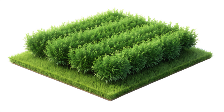 Green grass and manicured bushes arranged in rows on a grassy platform isolated on a transparent background