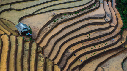 	
Hmong farmers prepare their fields and plant rice on terraced fields in Mu Cang Chai, Yen Bai....