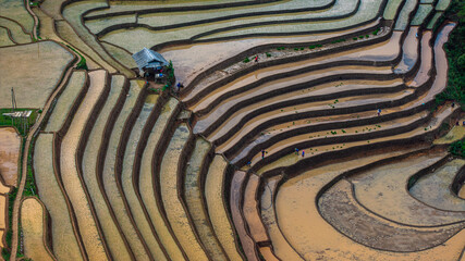 	
Hmong farmers prepare their fields and plant rice on terraced fields in Mu Cang Chai, Yen Bai....