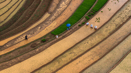 	
Hmong farmers prepare their fields and plant rice on terraced fields in Mu Cang Chai, Yen Bai....