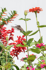 Ruby throated hummingbird flying in flower garden near red salvia and orange vermillionaire