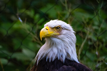 Fototapeta premium portrait of a bald eagle