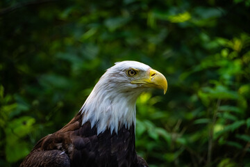 bald eagle portrait