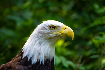 american bald eagle