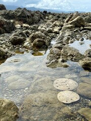 Treasures in the Tide