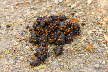 Fresh Bear Scat with Seeds in Port Moody, Vancouver, BC, Canada