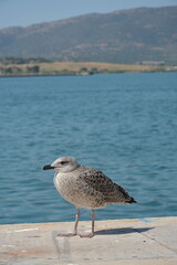 Seabird albatross on concrete pier near sea