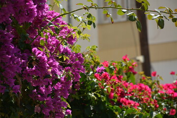 Purple and red bougainvillea grows in the south facing yard near the fence