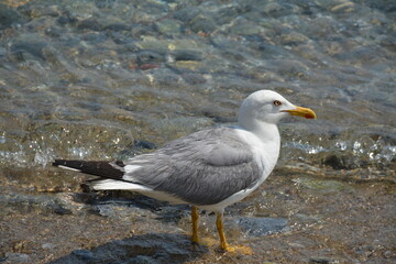 An albatross seabird stands on rocks in sea water on a beach