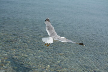 Great white-grey albatross flies over the sea

