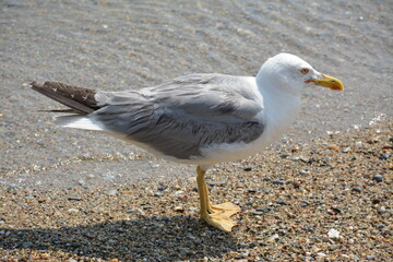 A large albatross stands on small pebbles on the seashore