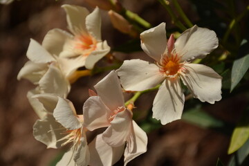 Close-up of red oleander on a dark background