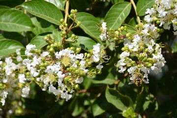 Green branches with white flowers of crapemyrtle (lagerstroemia indica) outdoors