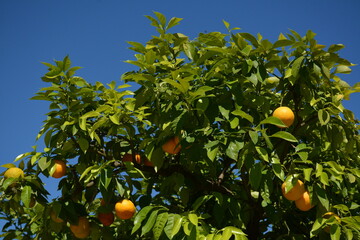 Orange tree with lots of fruits against blue sky