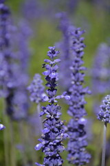 Fototapeta premium Very beautiful purple lavender flowers on a blurred green background