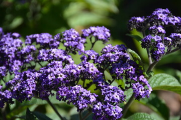 Fototapeta premium Purple flowers of Heliotropium arborescens in the garden in summer