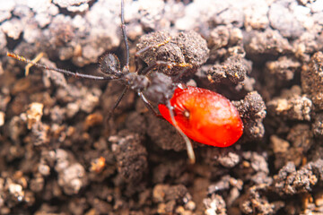 Argentinian ant taking a red seed to the anthill