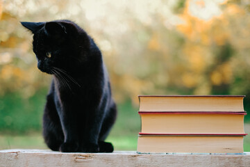 Black Cat with Books Outdoors in Autumn. Stack of books and black kitten in the autumn...