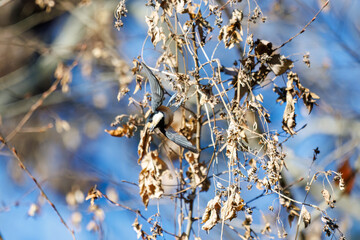 飛び出し飛翔する可愛いヤマガラ（シジュウカラ科）
英名学名：Varied Tit (Sittiparus varius)
埼玉県北本市、北本自然観察公園    2025
