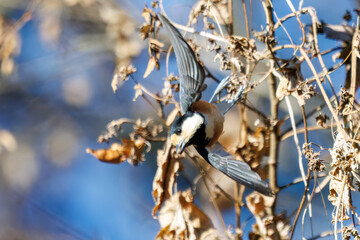 飛び出し飛翔する可愛いヤマガラ（シジュウカラ科）
英名学名：Varied Tit...